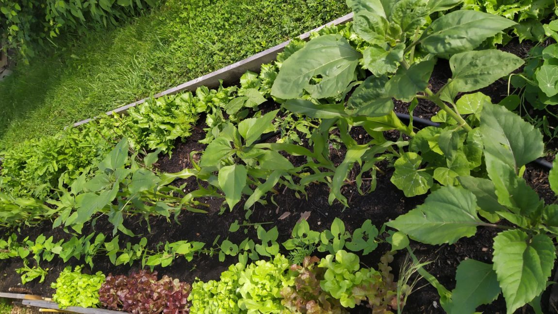 Planification Potager et culture des légumes principaux (1jour)