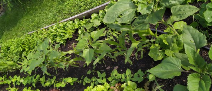 mi-mai4-scaled-700x300